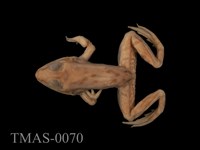 藏品(貢德氏蛙)的圖片